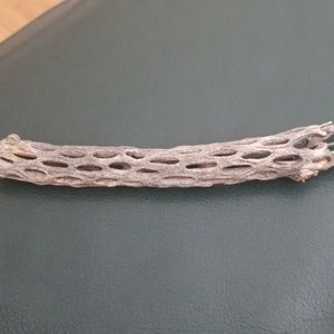 Tube of a cool cactus